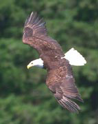 eagle