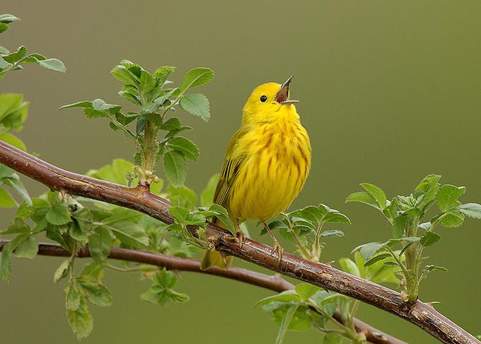 bird on Spring Cherry tree