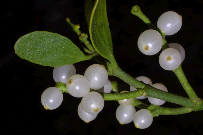 mistletoe